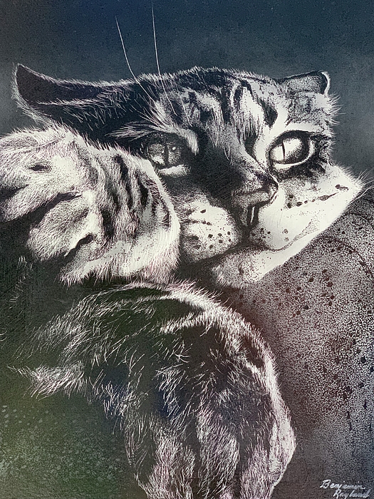 Cat Drawings