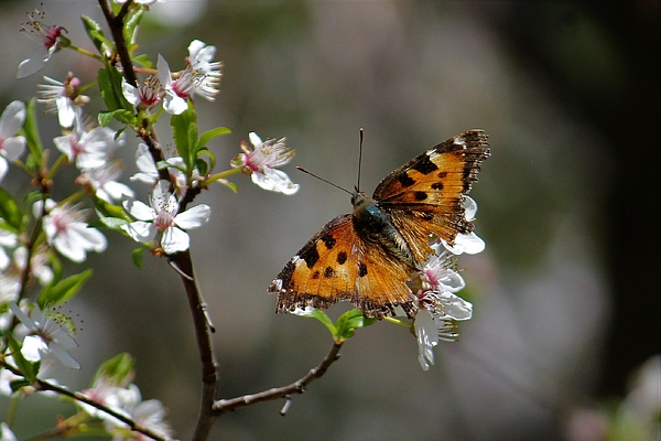 Kerstin Epifanio - California Tortoiseshell Butterfly