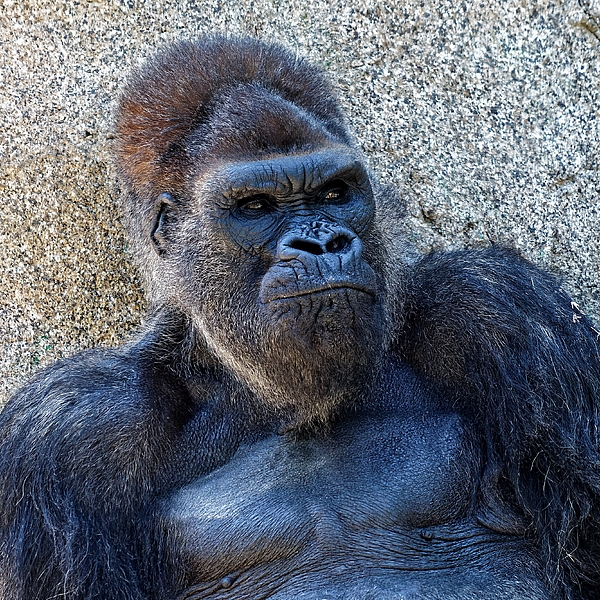 https://images.fineartamerica.com/images/artworkimages/medium/3/tough-guy-western-lowland-gorilla-kj-swan.jpg