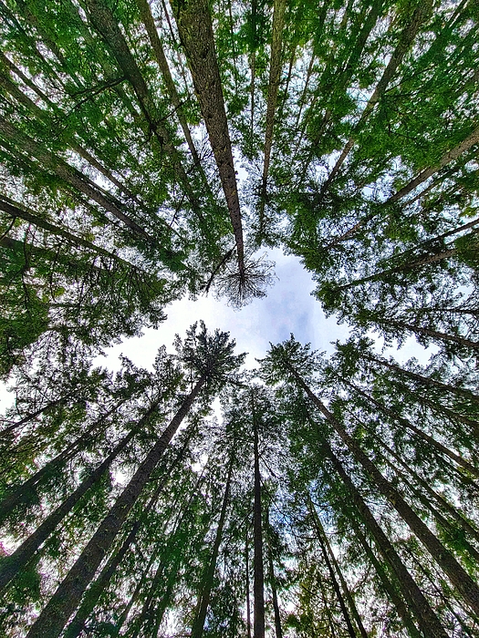 Adam Copp - Tranquil Trees