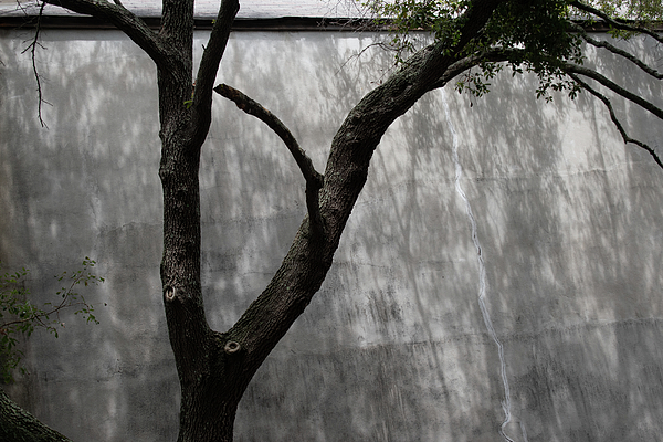 Tree Photographs