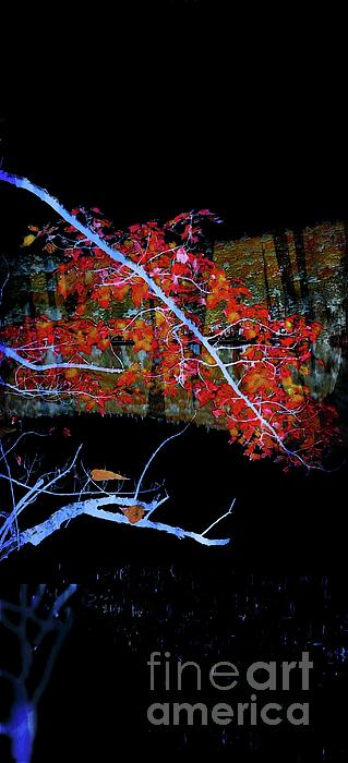 Marcia Lee Jones - Tree Abstract