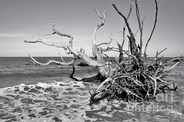 Tree Photographs