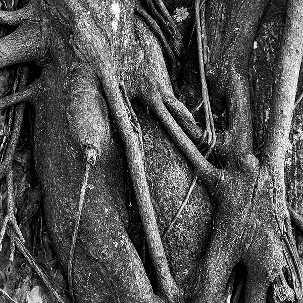 Nature Photographs