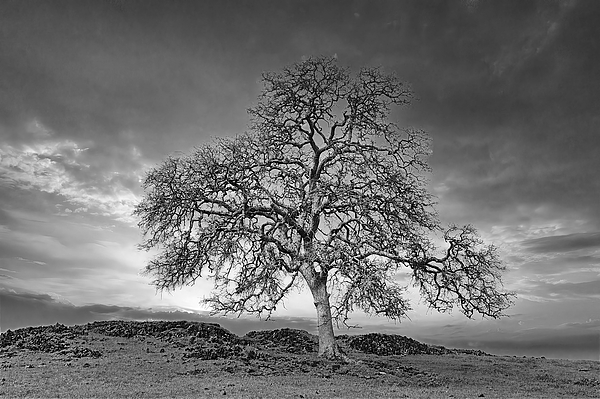 John Butler - Tree in Black and White