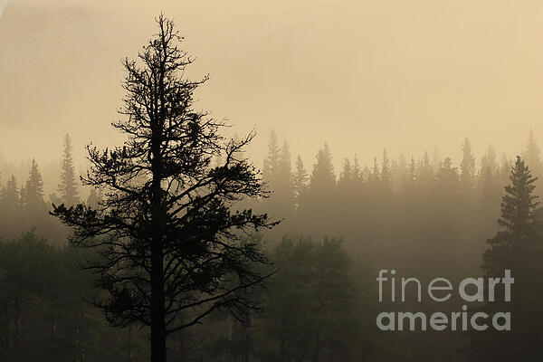 Deborah Kletch - Tree in the Mist