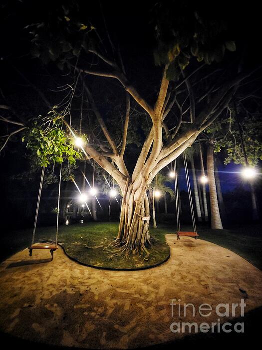 Adam Copp - Tree Lights