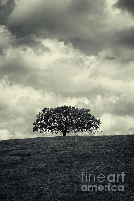 Linda Lees - Tree on a Hill