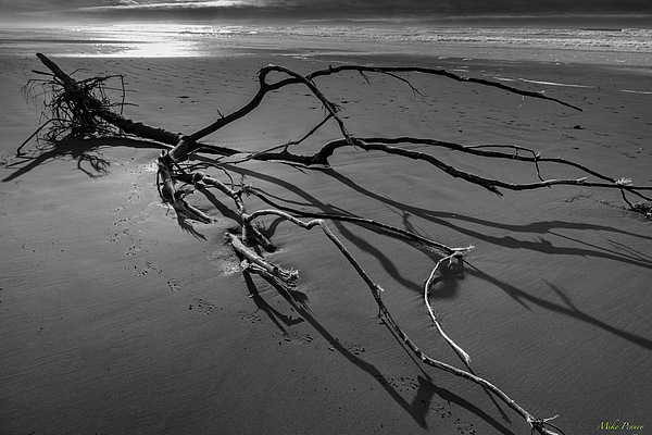 Mike Penney - Tree on beach 01-22-06
