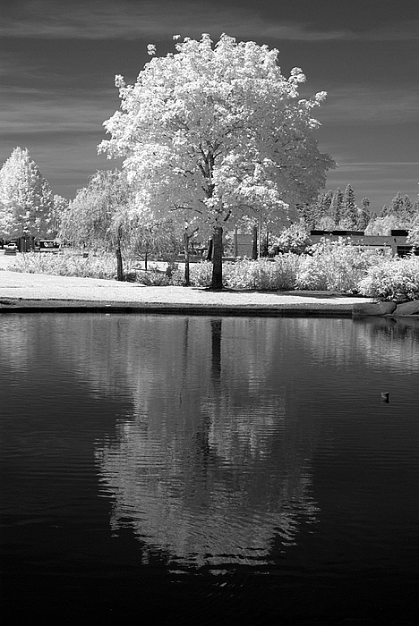 Reflection Art
