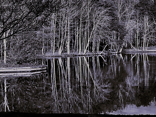 Thomas Brewster - Tree reflections in black and white