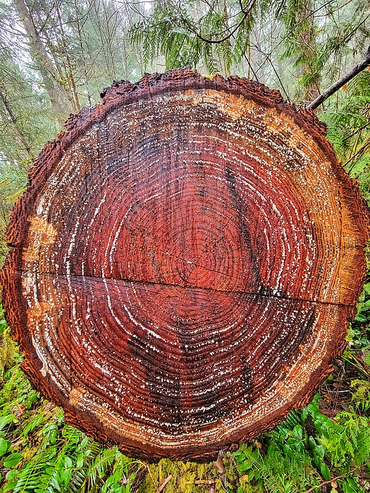 Adam Copp - Tree Rings