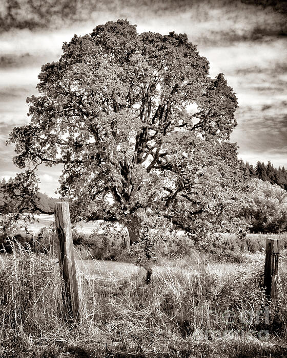 Jack Andreasen - Tree Scape - Sepia