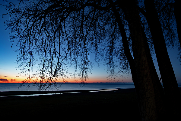 Sven Brogren - Tree Sillouette by Lake Michgan