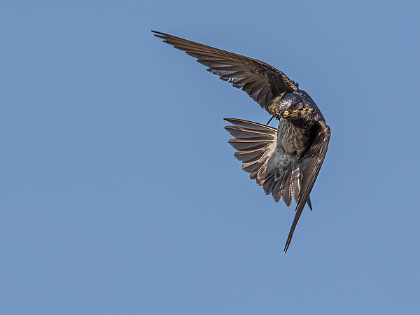 Keagan Smith - Tree Swallow in Flight