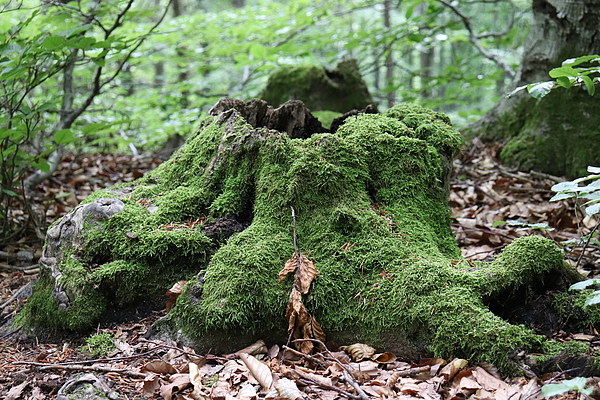 Tree trunk covered with moss Throw Pillow by Rusu Cristinel Pixels