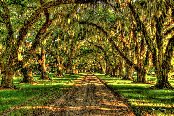 Reid Callaway - Tree Tunnel Shadows Tomotley Plantation Historic Live Oaks Beaufort South Carolina Landscape Art