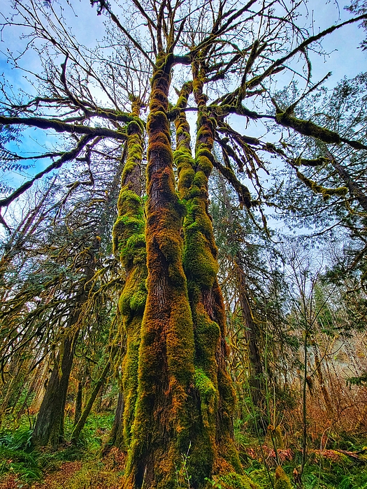 Adam Copp - Trees Alive - Vancouver Island
