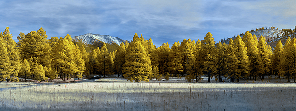 Tree Photographs