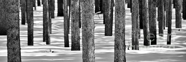 Jan Prewett - Trees in Snow