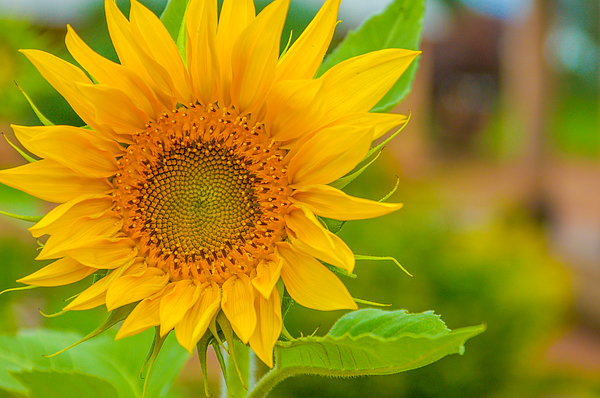 https://images.fineartamerica.com/images/artworkimages/medium/3/trendy-yellow-sunflower-close-up-background-stanley-chota.jpg