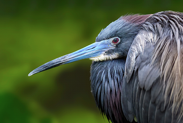 Angie Mossburg - Tricolored Heron