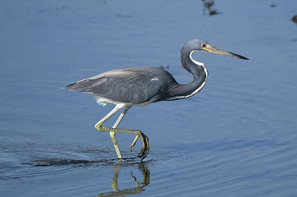 Candice Lowther - Tricolored Heron