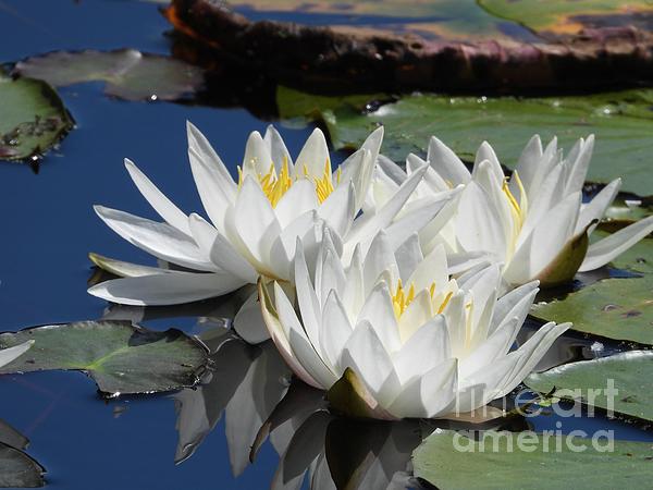 Reflection Art