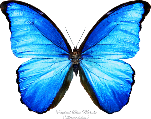 Evans hotsell blue butterfly