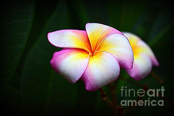 https://images.fineartamerica.com/images/artworkimages/medium/3/tropical-flower-1-len-stanley-yesh.jpg