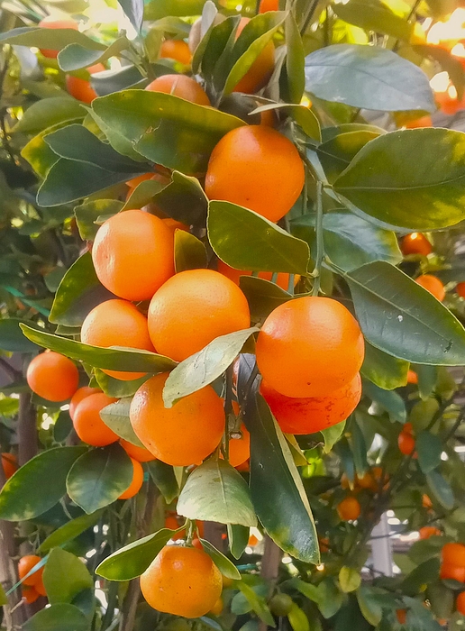 Marine B Rosemary - Tropical Fruits Still Life