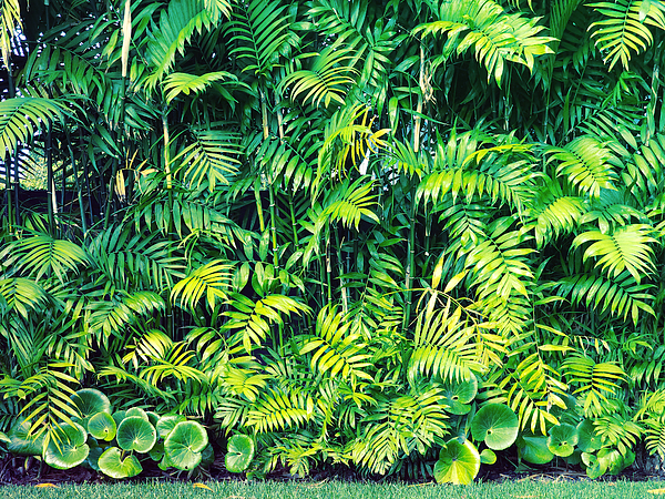 Karen Lindale - Tropical Garden 