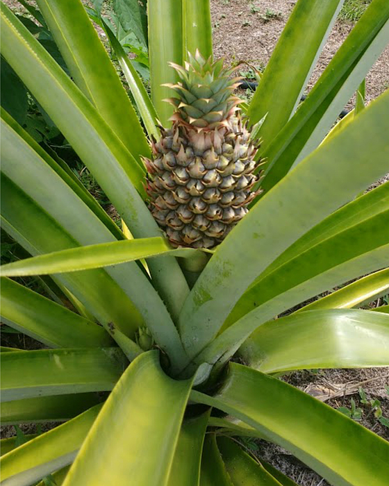 Florida Special Pineapple, Pineapple Plants For Sale