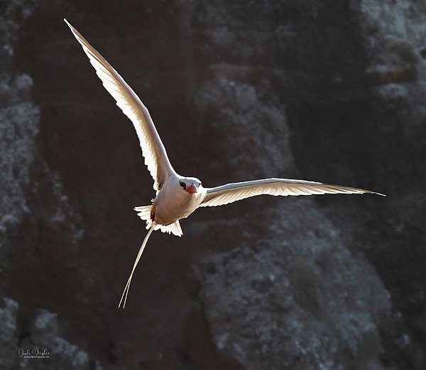 Judi Dressler - Tropicbird flying by cliffs