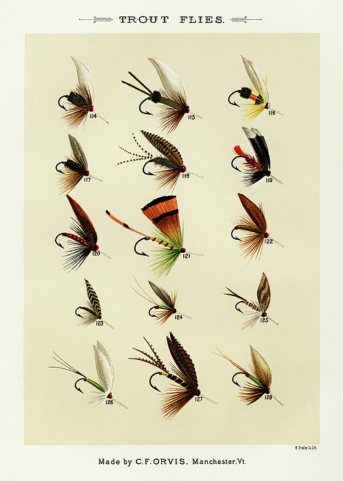 https://images.fineartamerica.com/images/artworkimages/medium/3/trout-flies-5-vintage-fishing-flies-illustration-bellavista.jpg