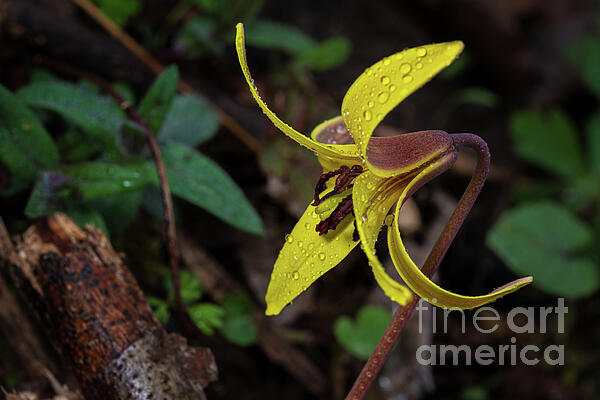 Thomas Sprunger - Trout Lily After Rain