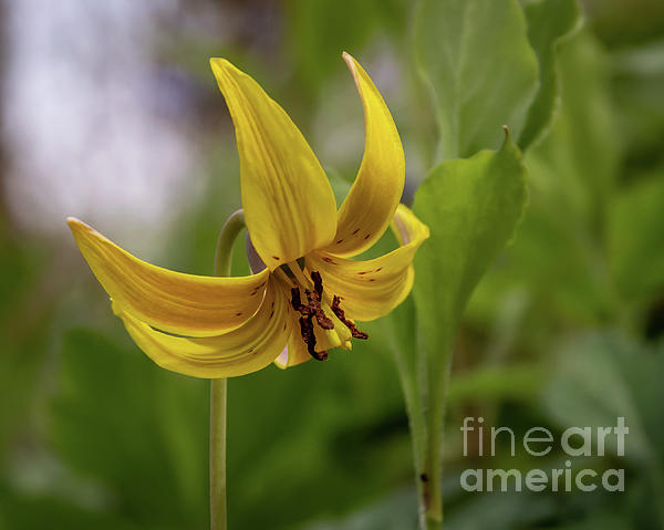 Holly April Harris - Trout Lily