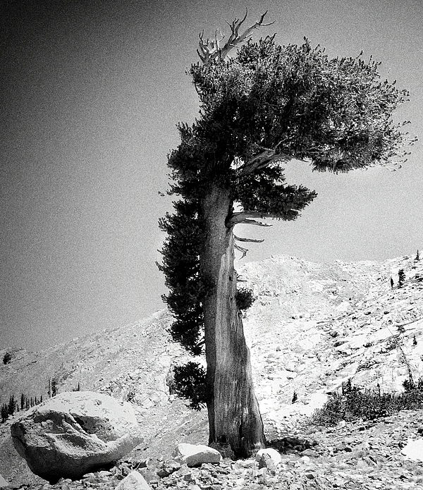Yosemite National Park Photographs