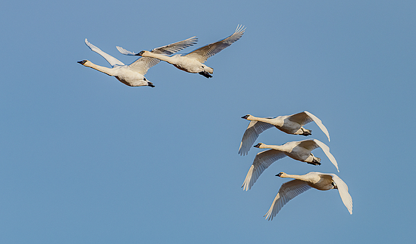 Morris Finkelstein - Trumpeter Swans Flying #12