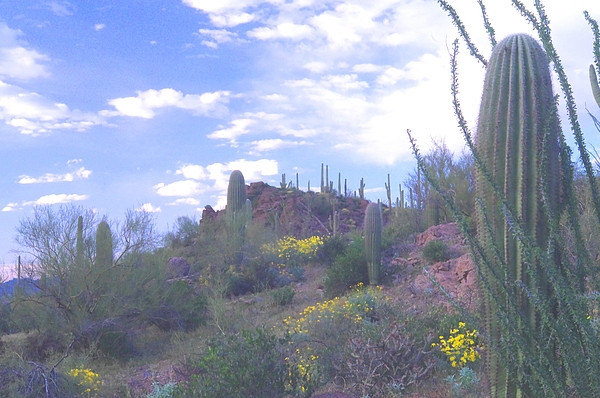Pat Goltz - Tucson Mountains with Brittlebush