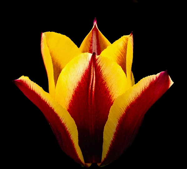 Linda Stern - Tulip Aglow