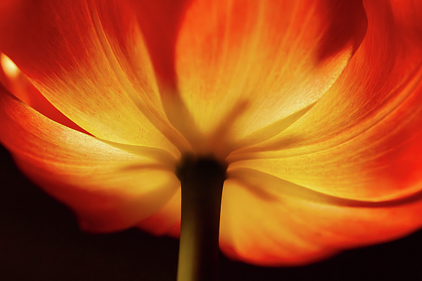 Petal Art