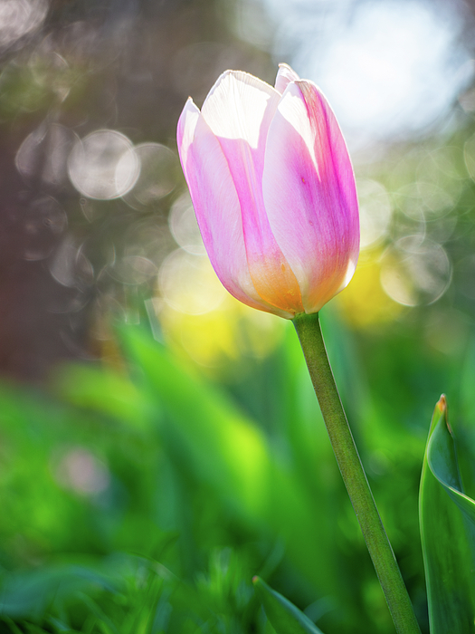 Rachel Morrison - Tulip in Dreamy Spring