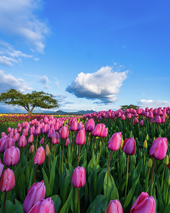 Tim Reagan - Tulips, a Tree and Blue Sky