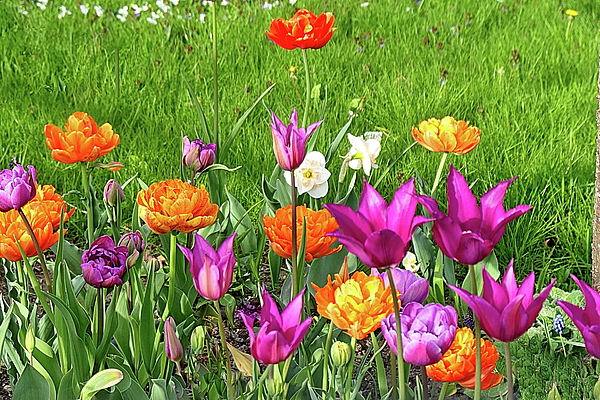 Lyuba Filatova - Tulips Blooming