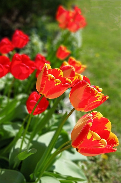Laura Vanatka - Tulips in red and yellow 
