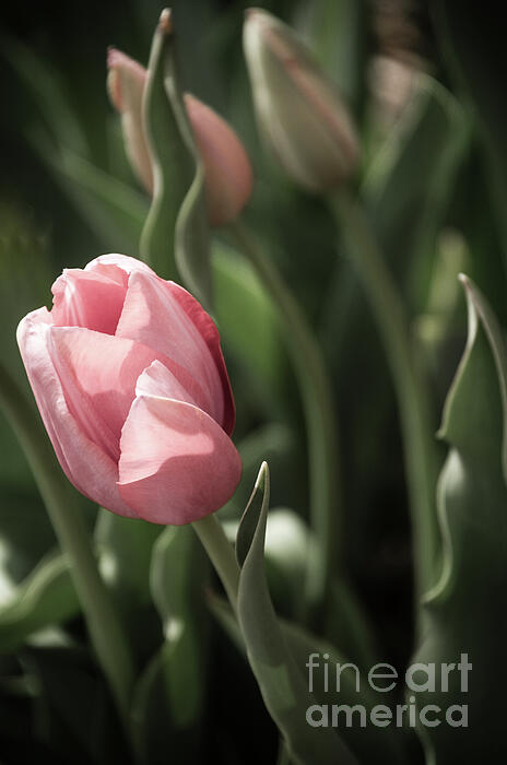 Deborah Klubertanz - Tulips in the garden