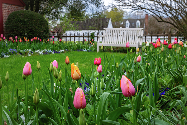 Rachel Morrison - Tulips in the Springtime in an April Garden