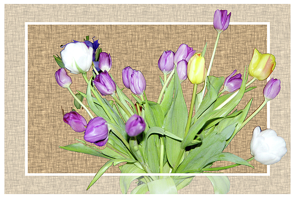 Only A Fine Day - Tulips - Purple Bouquet