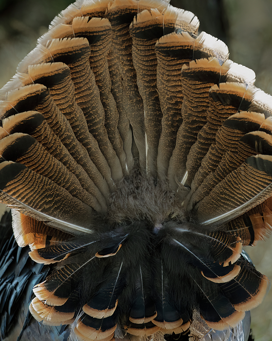 Turkey Tail Feathers Ornament by Gary Langley - Pixels